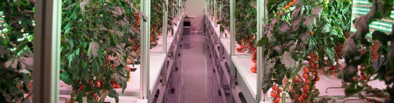 What is Aeroponics