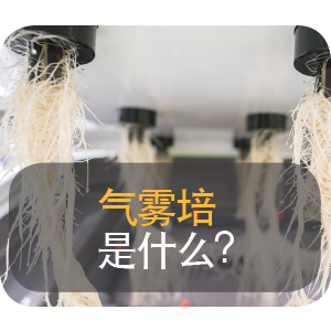 Why Aeroponics? ZH