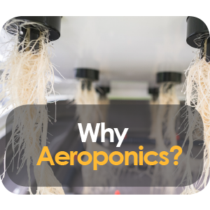 Why Is Aeroponics The Best Growing Method?