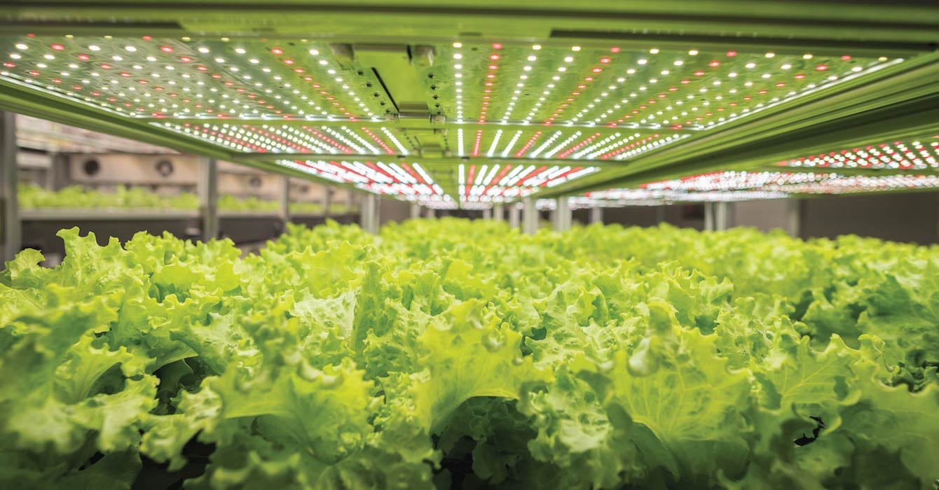用AEtrium SmartFarm种植的生菜