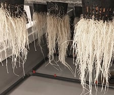 Rootzone 6 300x250.jpg
