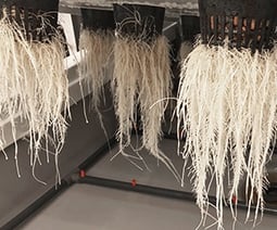 Rootzone 6 300x250.jpg