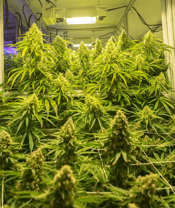 Hydroponic System Bloom Results