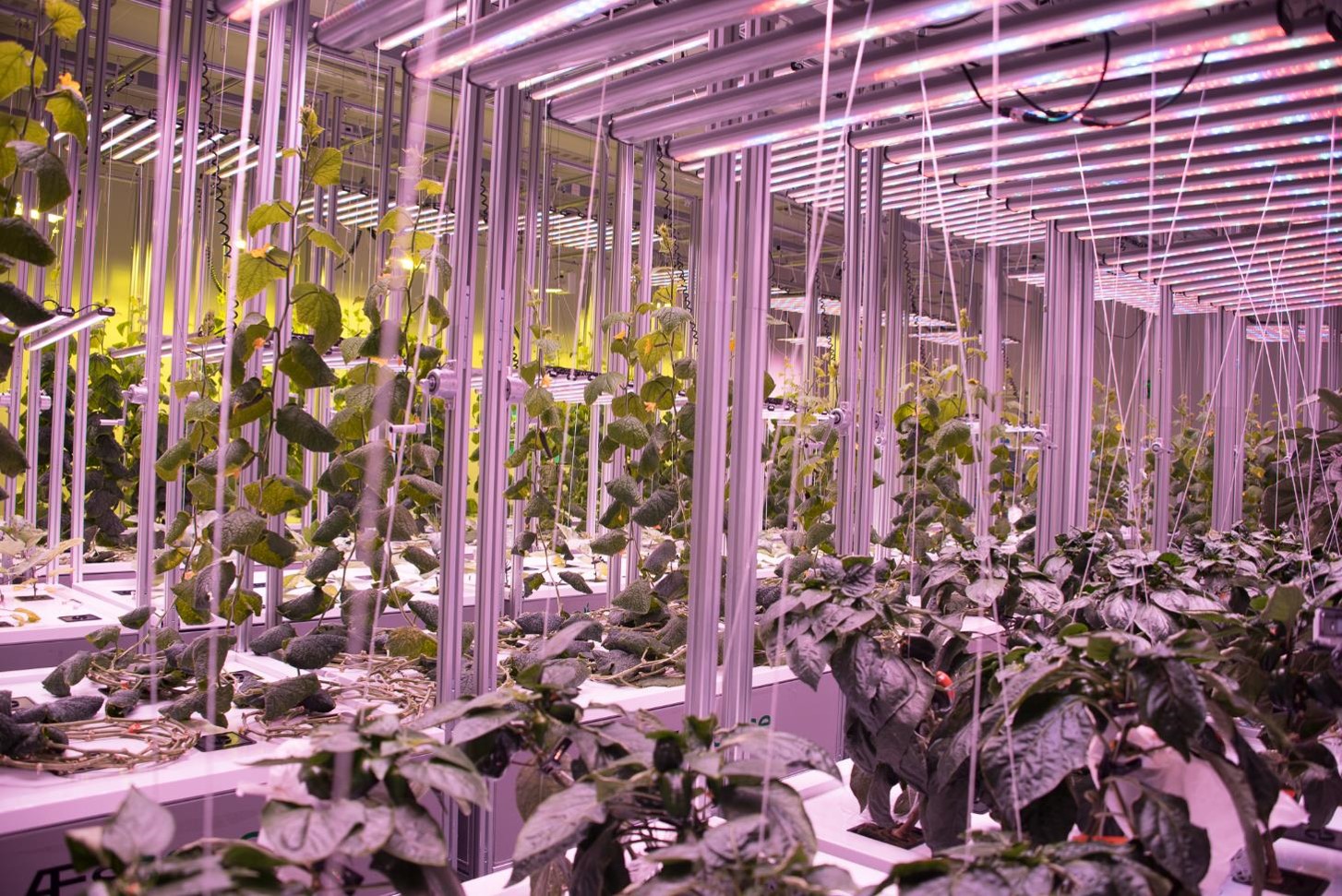 AEtrium 4 Vegetables 2.jpg