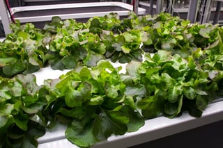 AEssenseGrows Fresh AEtrium-2 Lettuce Variety