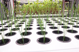 AessenseGrows Fresh AEtrium-4 Vegetable Growth