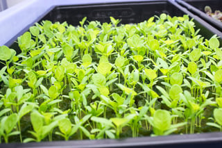 AEssenseGrows Fresh AEtrium-2 Sprouts
