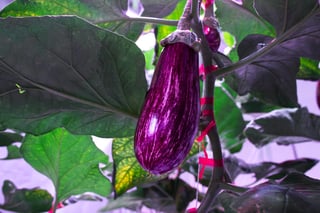 AEssenseGrows Fresh AEtrium-4 Eggplant