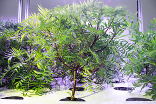 AessenseGrows Fresh AEtrium-4 Vegetable Growth