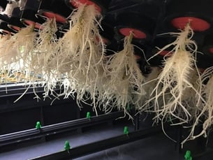 AEtrium-2.1 SmartFarm Aeroponic Clone Roots