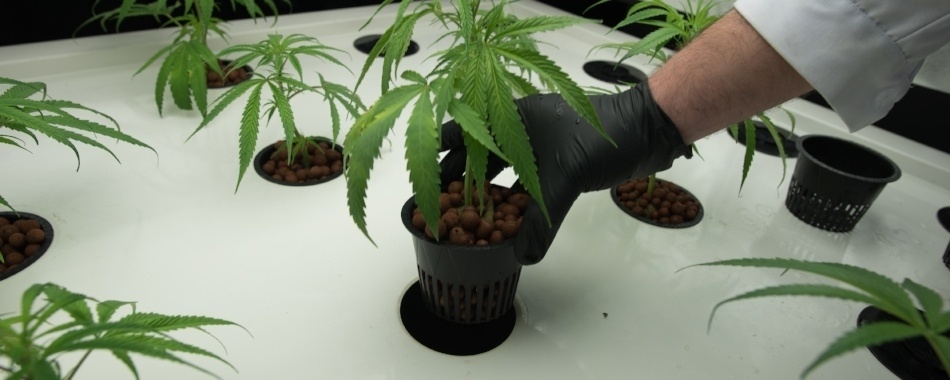 Placing Vegging Growth Pots
