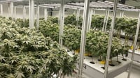 AEtrium-4 Bloom Room Production