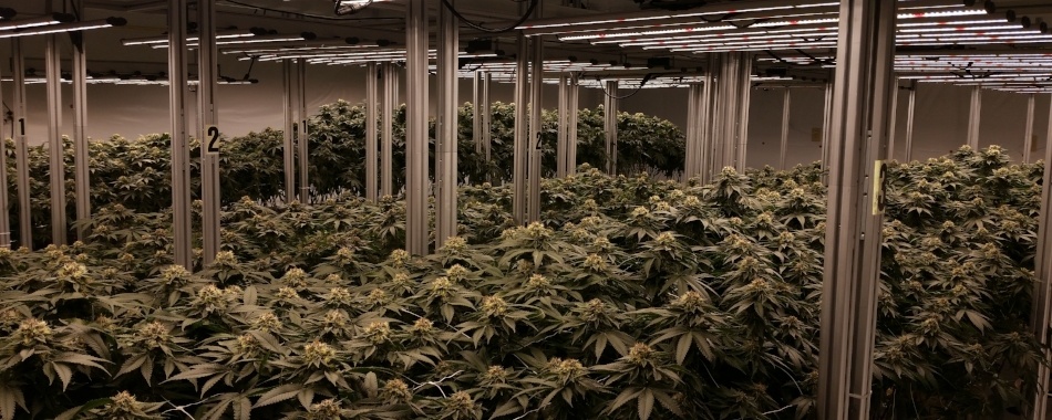 Buds Growing