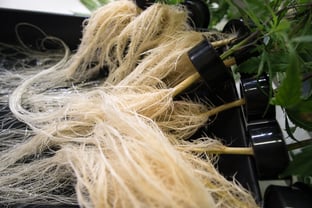 AessenseGrows Cultivation AEtrium-2 Clones