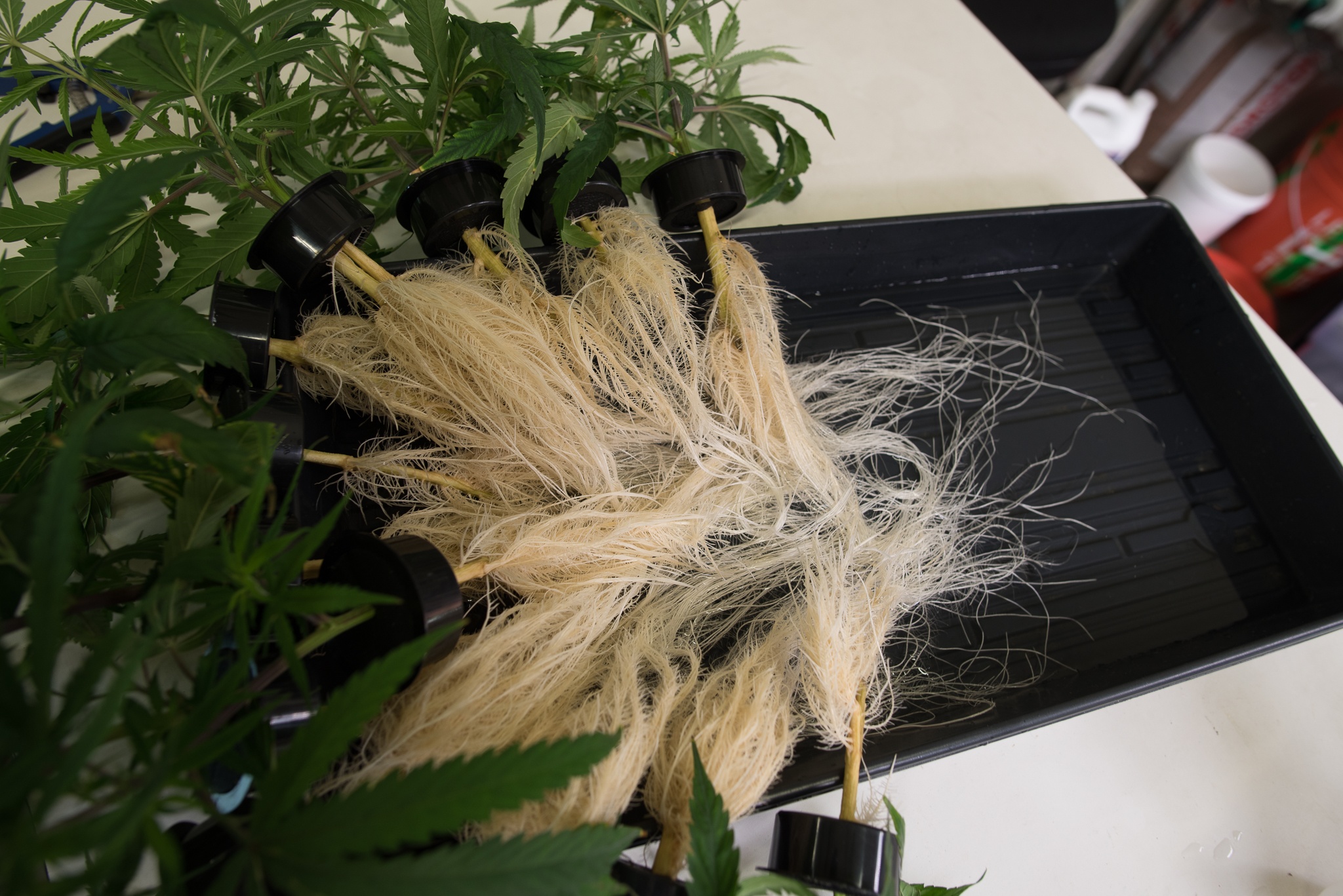 AEtrium-2 Clones Ready For Transfer
