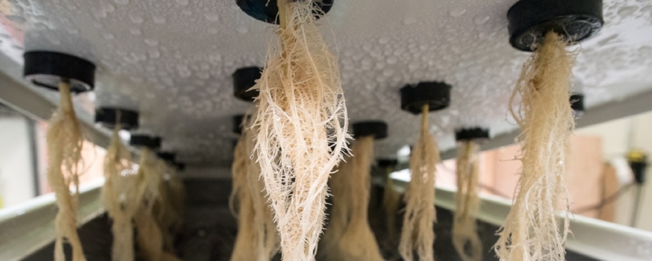 AEtrium-2 Clone Roots in Air with Aeroponic Irrigation