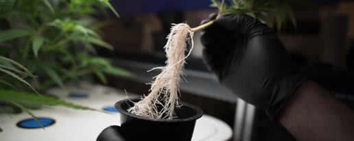 AessenseGrows Cultivation AEtrium-2 Cloning Transfer To Veg
