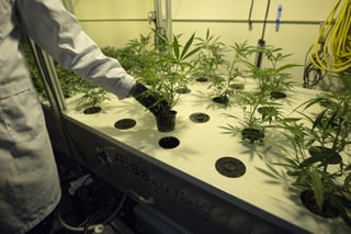 AessenseGrows Cultivation AEtrium-4 Clone Placement For Bloom