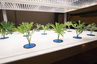 AessenseGrows Cultivation AEtrium-2 Placing Clones