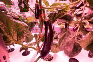 AEssenseGrows Fresh AEtrium-4 Aubergine