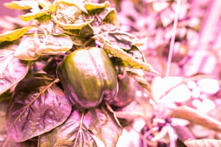 Fresh Produce Bell Pepper