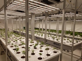 AessenseGrows Cultivation AEtrium-4 Veg To Bloom Prep