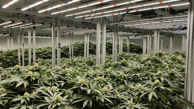 Cultivation Grow Room