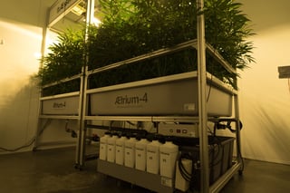 AessenseGrows Cultivation AEtrium-4 Test Kitchen Growth