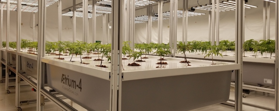 Fast Canna Growth 950x380.jpg