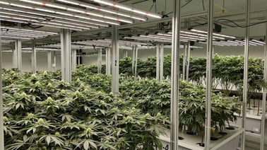 AessenseGrows Cultivation AEtrium-4 Bloom Growth