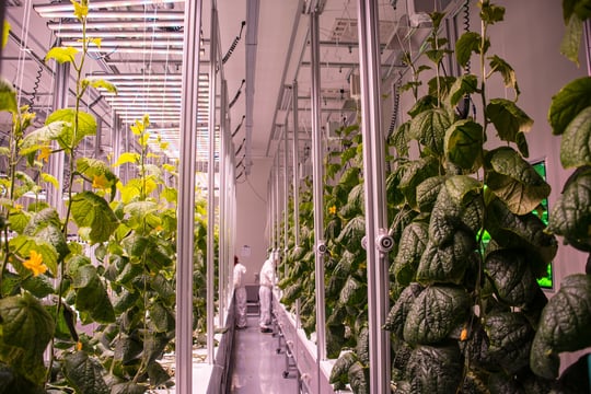 AEtrium-4 Clean Room Production Cucumbers