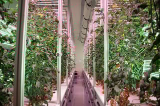 AessenseGrows Fresh AEtrium-4 Tomato Growth