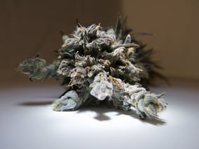 AessenseGrows Cultivation AEtrium-4 Test Kitchen Bud