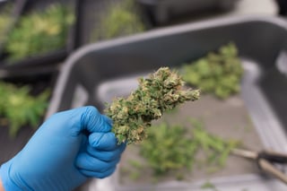 AessenseGrows Cultivation AEtrium-4 Test Kitchen Bud Growth
