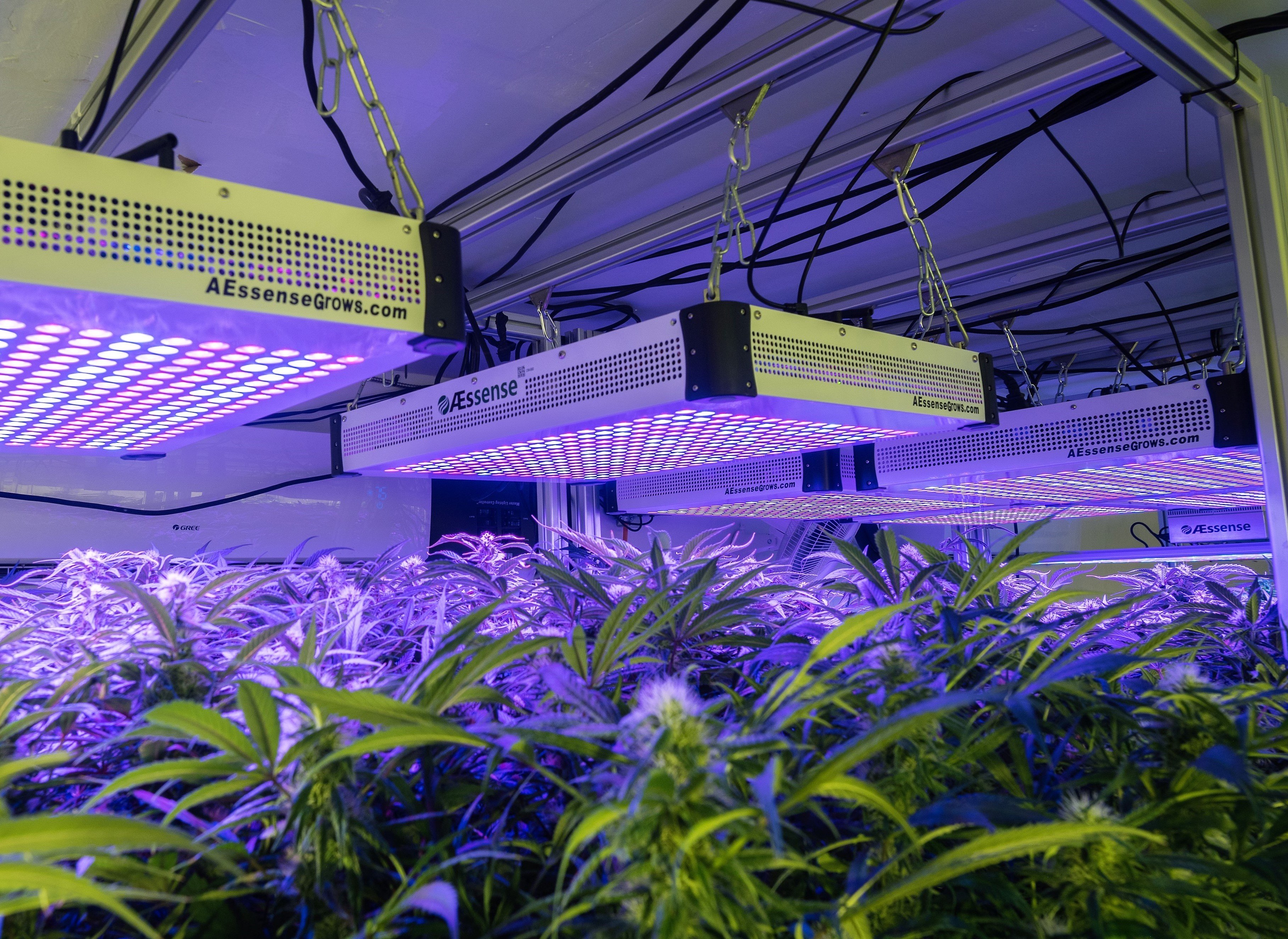 Commercial cultivation with efficient LED grow lights