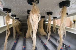 What do plant roots need?  Oxygen & Nutrients