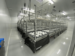 Figure 1: 70-tub ‘Room 4’ at FarmaGrowers, South Africa