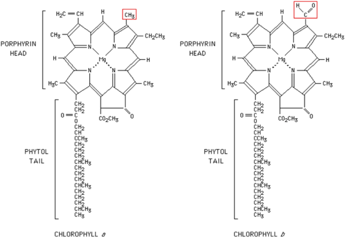 Chemical Elements