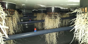 AESsenseGrows Netpots Rootzone Growth