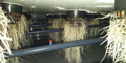 AESsenseGrows Netpots Rootzone Growth