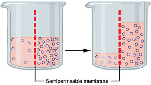 Semipermeable