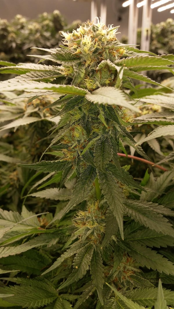 Great Bud Example