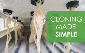 Cloning Made Simple