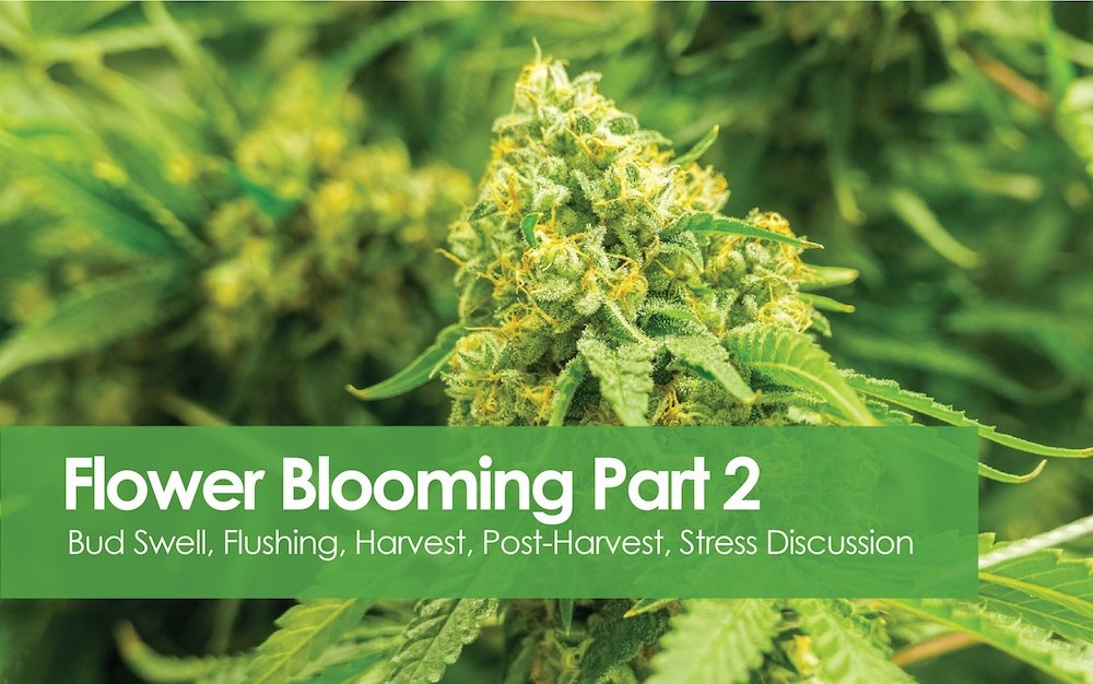 Flowering Blooming - Bud Swell to Post Harvest