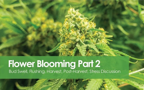 FLowerBLooming2