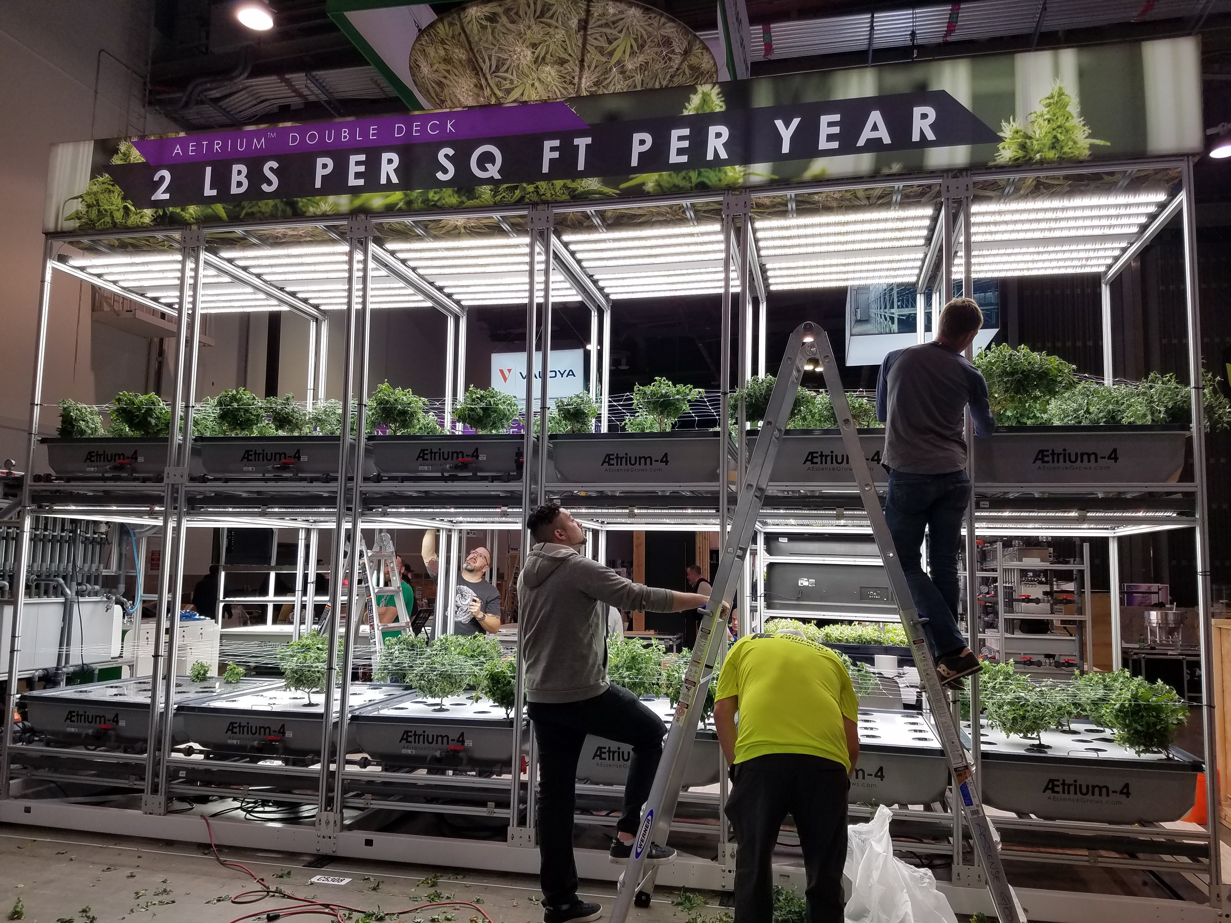 Final Plant Touches