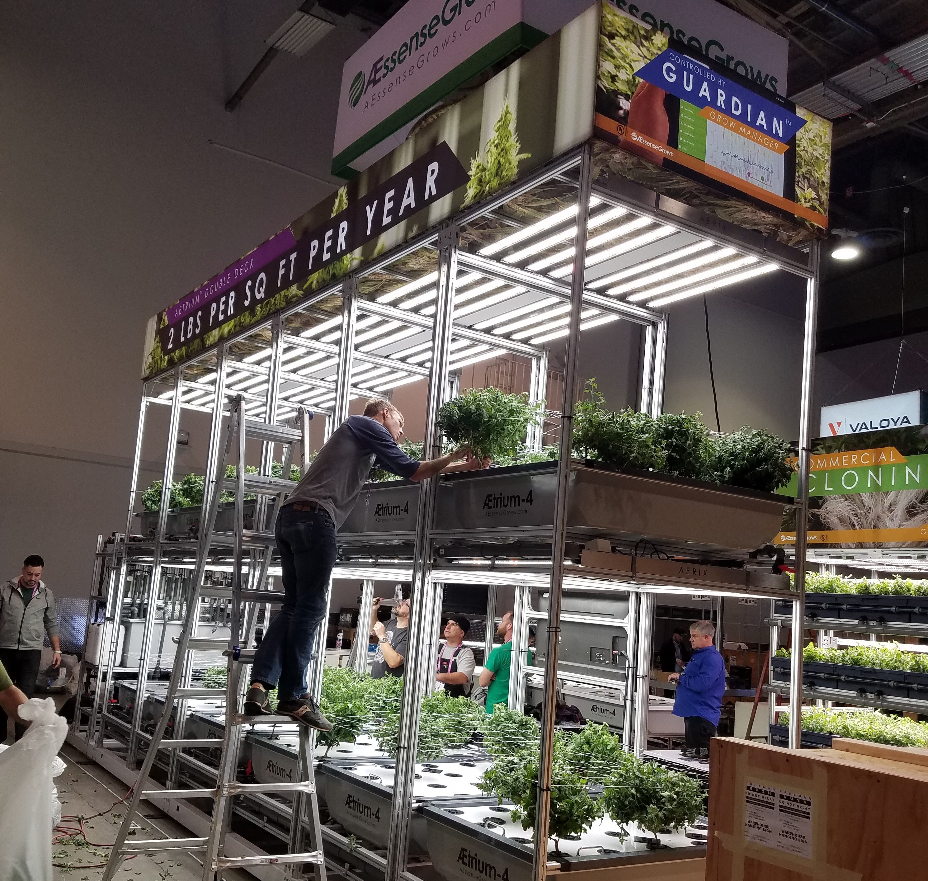 Plants In Place