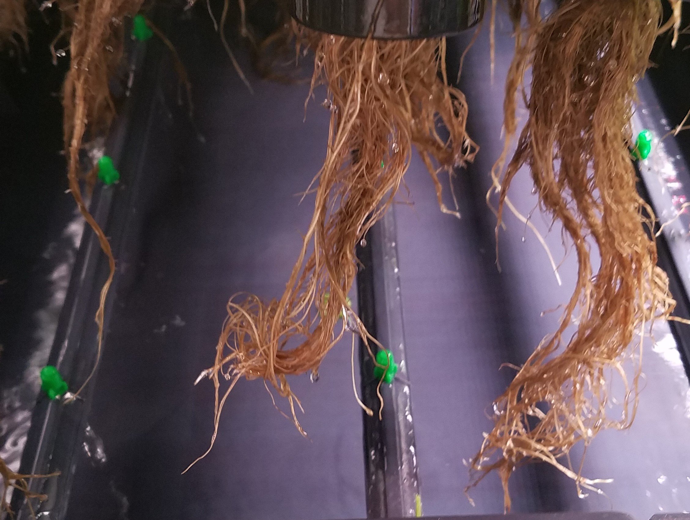 Plants In, Nutrients Spraying, No Leaks