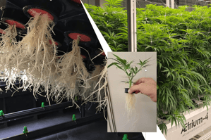 Mothers to Clones sm