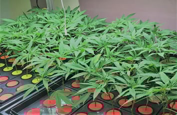 Nursery-6 Aeroponic Clones